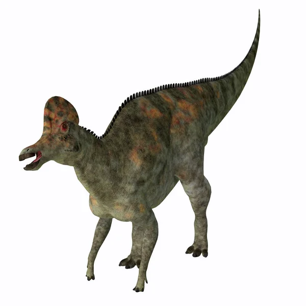 Corythosaurus Var Ankfakturerad Hadrosaur Dinosaurie Som Levde Nordamerika Kritaperioden Stockbild