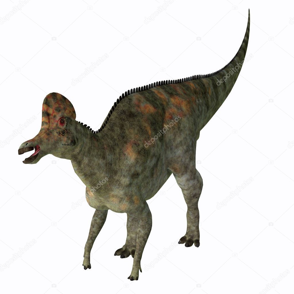 Corythosaurus was a duck-billed Hadrosaur dinosaur that lived in North America during the Cretaceous Period.