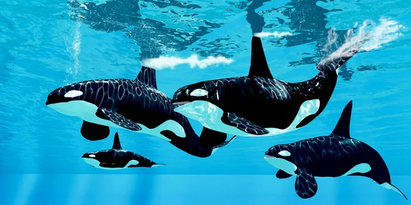 Rodzinna Kapsuła Orca Mordercze Wieloryby Pływają Razem Oceanach Świata Szukając — Zdjęcie stockowe