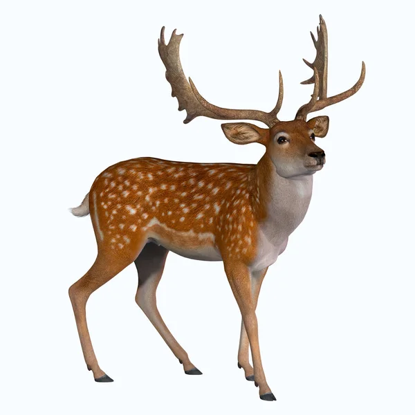 Fallow Deer Can Traced Back Pleistocene Period Species Now Lives — Stock Photo, Image