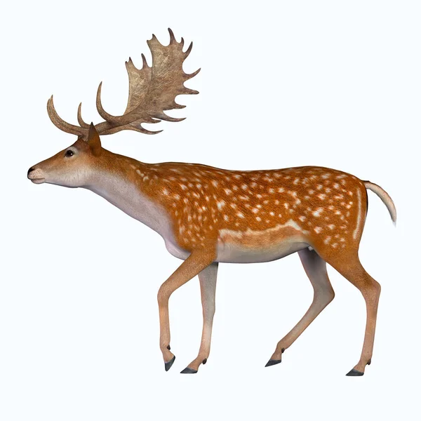 休閑鹿は更新世に遡ることができ 種は現在ヨーロッパとペルシャに生息している — ストック写真