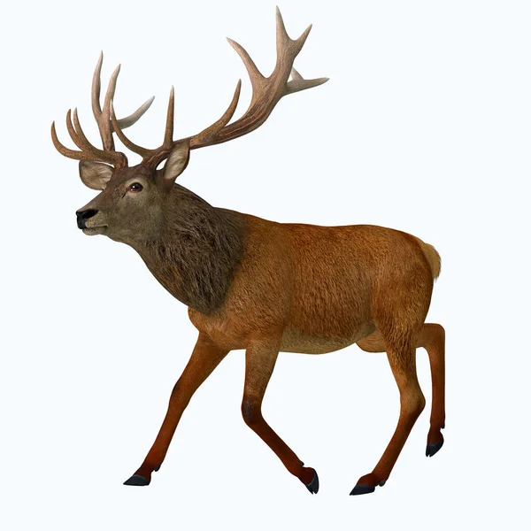 Red Deer Native Europe Asia Iran Africa One Largest Species — Stock Photo, Image