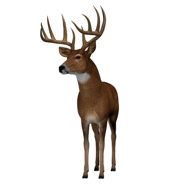 草食性の白尾鹿は北米や南米に生息し 豊富な種です — ストック写真