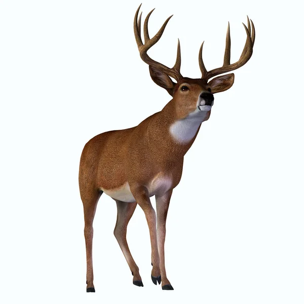 Herbivorous White Tailed Deer Lives North South America Abundant Species — Stock Photo, Image