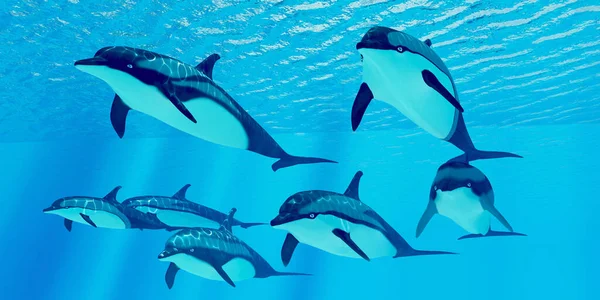 Striped Dolphins Live Group Called Pods Forage Ocean Fish Prey — Stock Photo, Image