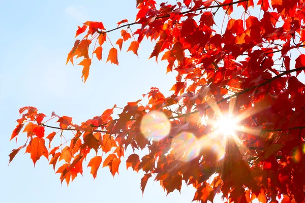 Sunshine through Autumn Leaves