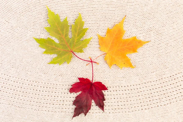 Maple Leaves on Wool — Stock Photo, Image
