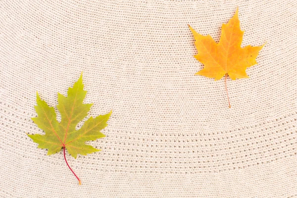 Feuilles d'érable sur laine — Photo