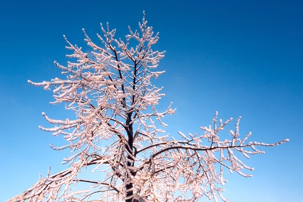 Дерево, покрытое льдом — стоковое фото
