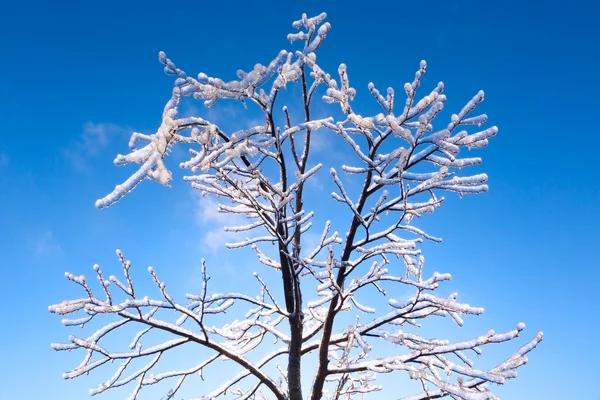 Дерево, покрытое льдом — стоковое фото