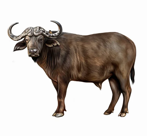 African Buffalo Syncerus Caffer Realistyczny Rysunek Ilustracja Dla Encyklopedii Zwierząt — Zdjęcie stockowe