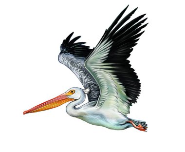 Uçan pelikan (Pelecanus), gerçekçi çizim, hayvan ve kuş ansiklopedisi için illüstrasyon, beyaz arka planda izole edilmiş görüntü