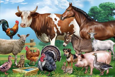 Evcil hayvanlar, çiftlik hayvanları, çiftçilik, set, renkli poster, kitap illüstrasyonu