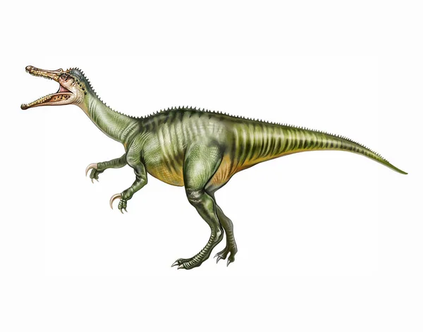 Baryonyx Křídový Druhořadý Dinosaurus Realistická Kresba Izolovaný Obraz Bílém Pozadí — Stock fotografie