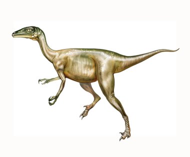Troodon, Kretase Dönemi dinozoru, gerçekçi çizim, beyaz arka planda izole görüntü