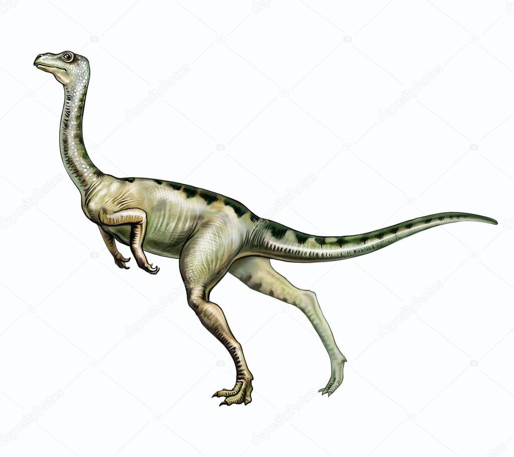 Ornithomimus, bipedal dinosaur of the Cretaceous period of the Mesozoic era, realistic drawing, illustration, isolated image on a white background