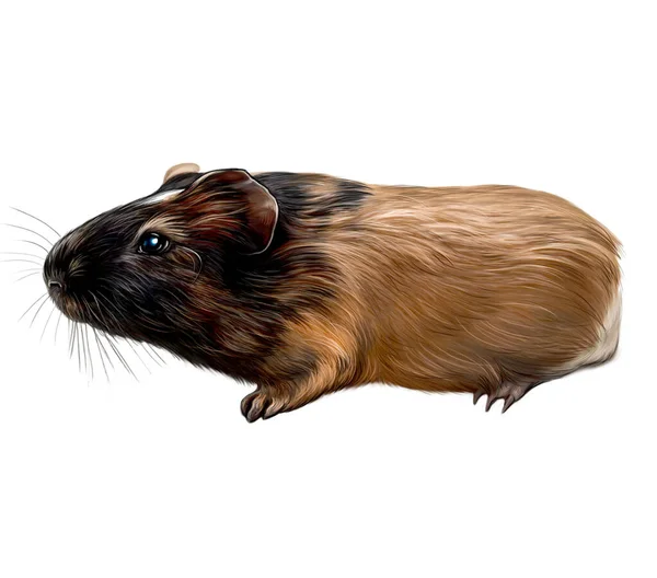 Porcellino India Cavia Porcellus Animale Domestico Disegno Realistico Illustrazione Immagine — Foto Stock