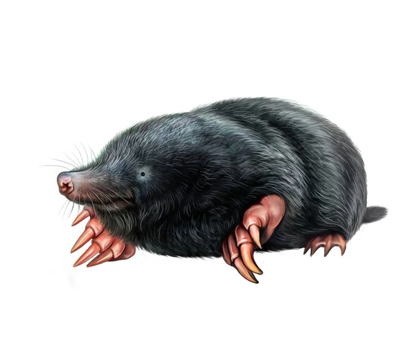 Mole Talpidae Insectivorous Animal Illustration Realistic Drawing Isolated Image White — Stock Photo, Image