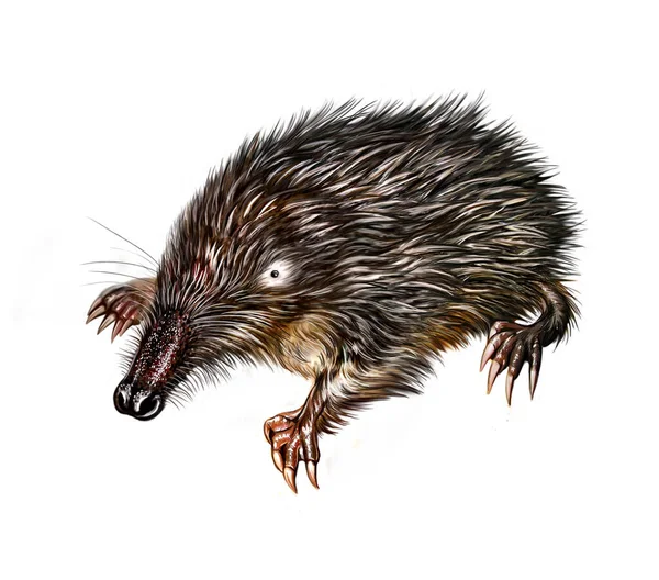 Desman Desmana Moschata Insectivorous Mammal Realistic Drawing Illustration Animal Encyclopedia — Stock Photo, Image