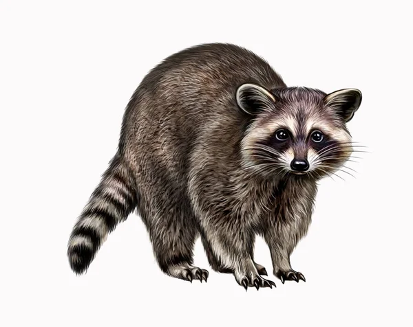 Raccoon Procyon Realistic Drawing Illustration Animal Encyclopedia Isolated Image White — Stock Photo, Image