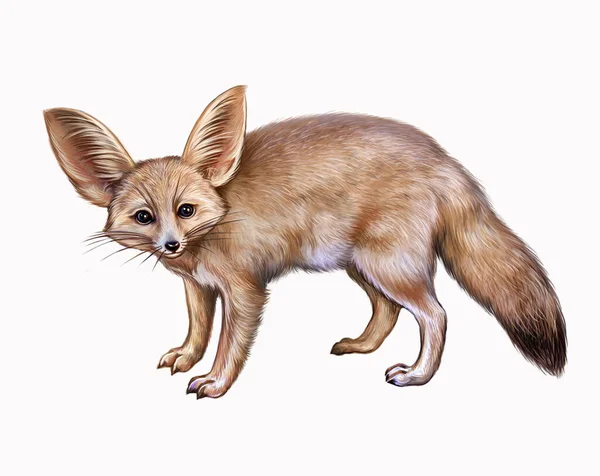 Fennec Fox Vulpes Zerda Ilustração Para Norte Africano Deserto Animal — Fotografia de Stock