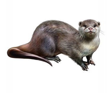 Otter (Lutra lutra), illustration for animal encyclopedia, realistic drawing, isolated image on white background clipart
