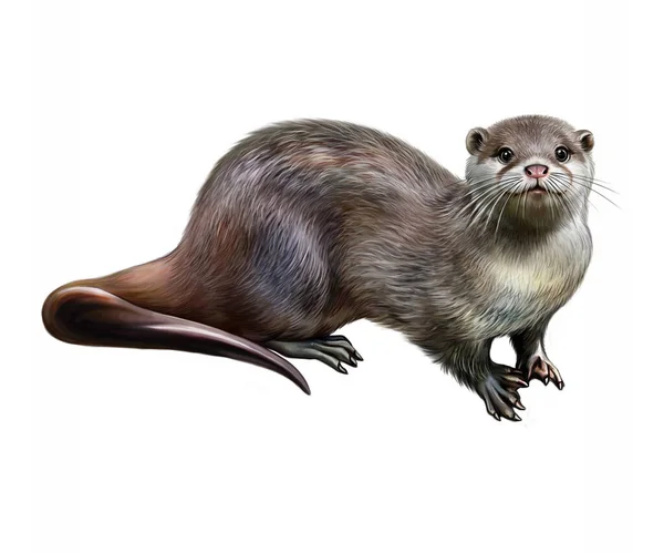 Otter Lutra Lutra Ilustración Para Enciclopedia Animal Dibujo Realista Imagen — Foto de Stock