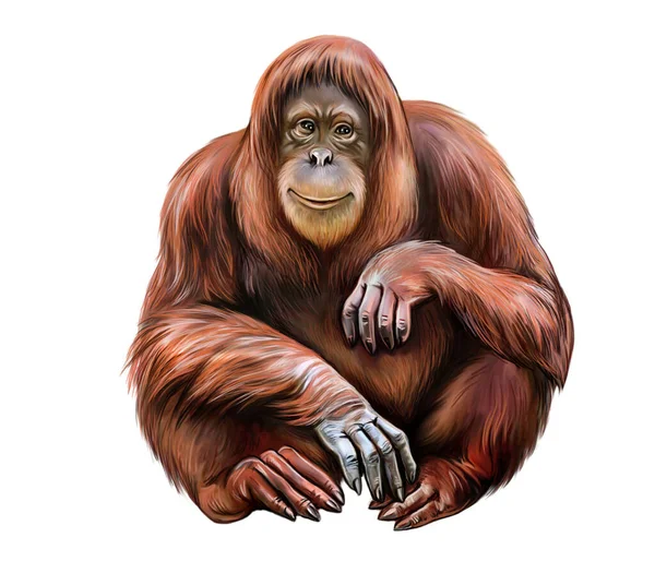 Orang Utan Pongo Arborealna Wielka Małpa Ilustracja Dla Encyklopedii Zwierząt — Zdjęcie stockowe