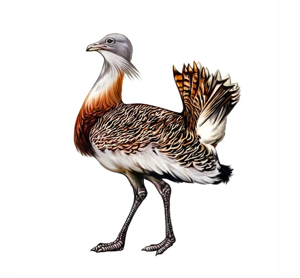 Bustard (Otis tarda), Avrasya kuşları ansiklopedisi için resim, bozkır ve yarı bozkır sakinleri, gerçekçi çizimler, beyaz arka planda izole edilmiş görüntü