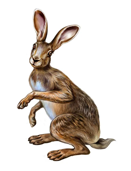 Haas Lepus Schattig Grappig Paashaas Realistische Tekening Illustratie Voor Dierenencyclopedie — Stockfoto