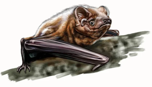 Nagyobb Noctule Bat Nyctalus Lasiopterus Legnagyobb Denevér Európa Oroszország Emlős — Stock Fotó