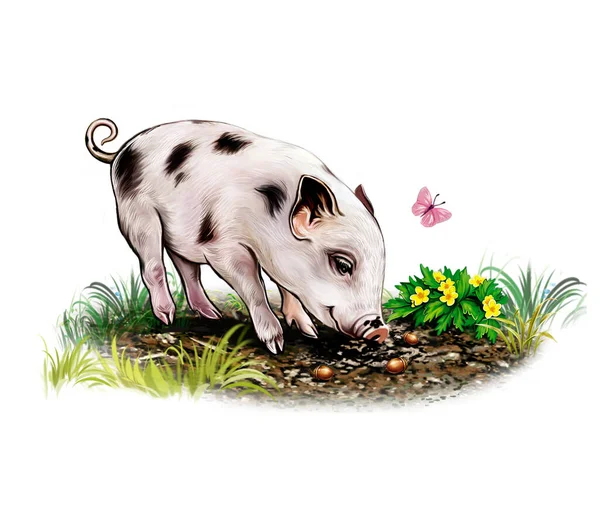 Komik domuz yeri kazıyor, beyaz arka planda izole bir görüntü.