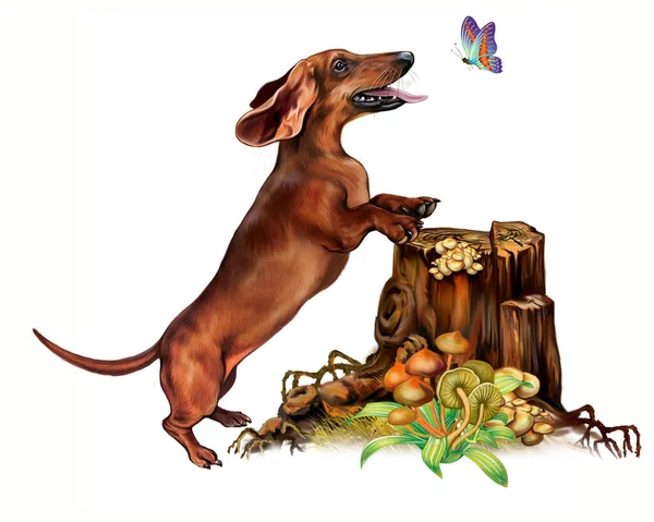 Ormanda dachshund, kelebekle oynayan komik köpek, mantarlı güzel kütük, beyaz arka planda izole edilmiş görüntü.