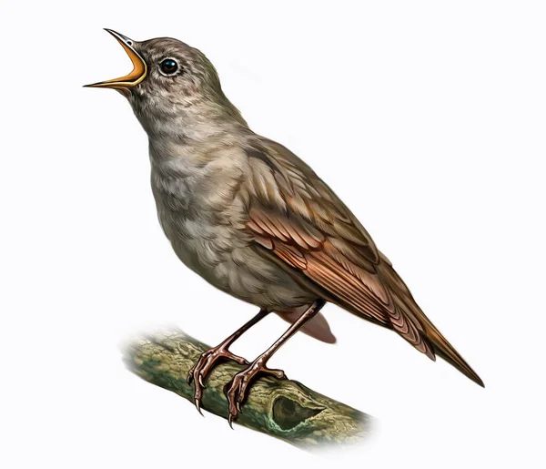 Nightingale Luscinia Luscinia Branch Small Songbird Realistic Drawing Illustration Animal — Stock Photo, Image