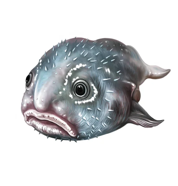 Blobfish Psychrolutes Marcidus Realistic Drawing Illustration Encyclopedia Inhabitants Seas Oceans — Stock Photo, Image