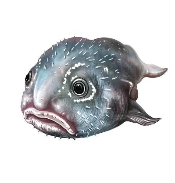Kirpi balığı (Psychrolutes marcidus), gerçekçi çizim, deniz ve okyanus sakinlerinin ansiklopedisi için illüstrasyon, alışılmadık hayvanlar, beyaz arka planda izole edilmiş görüntü