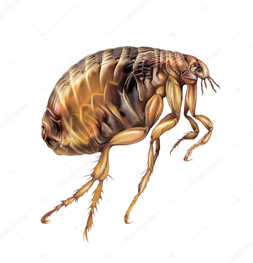 flea (Siphonaptera), blood-sucking insect, realistic drawing, illustration for animal encyclopedia, isolated image on white background