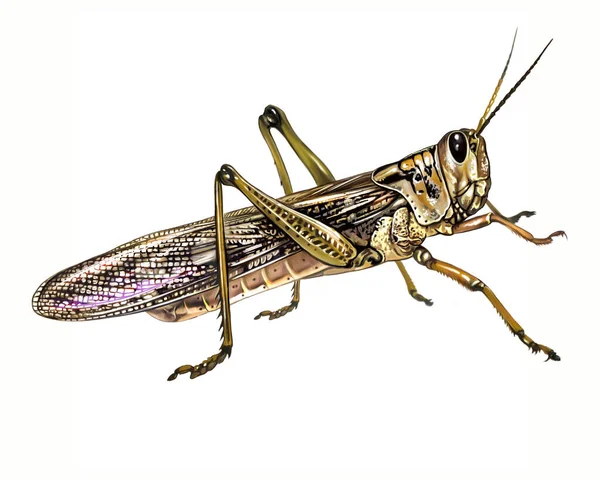 Heuschrecken Acrididae Realistische Zeichnung Illustration Für Insektenlexikon Isoliertes Bild Auf — Stockfoto