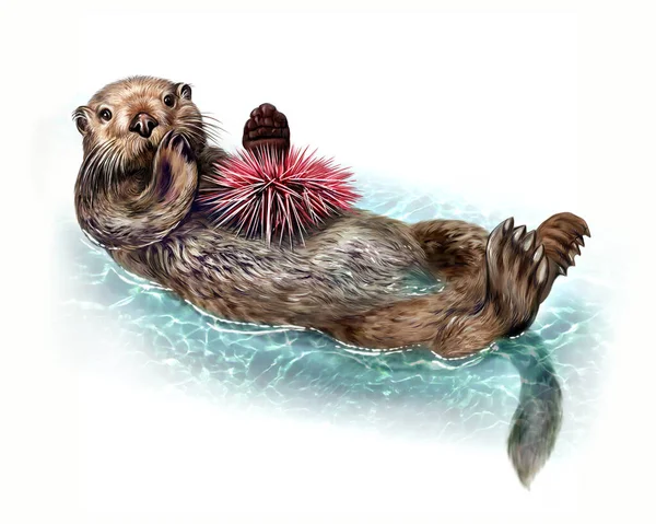 Sea Otter Enhydra Lutris Sea Urchin Realistic Drawing Illustration Animal — Stock Photo, Image
