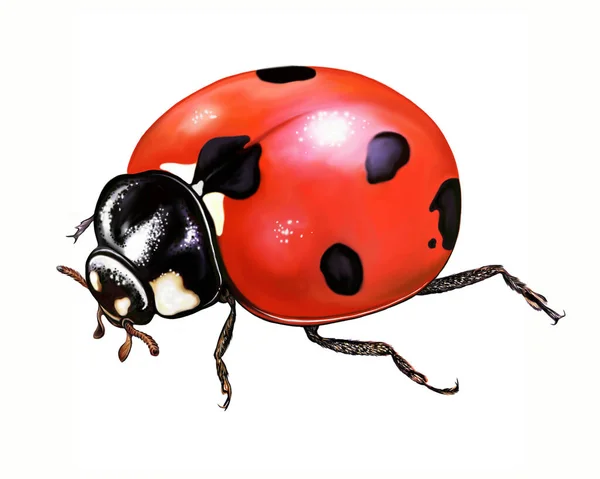 Coccinelle Coccinellidae Dessin Réaliste Illustration Pour Encyclopédie Scarabée Image Isolée — Photo