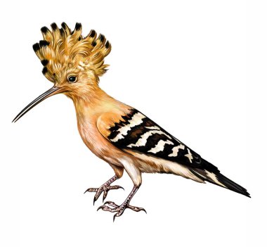 Hoopoe (Upupa epops), gerçekçi çizim, kuş ansiklopedisi için illüstrasyon, beyaz arka planda izole görüntü