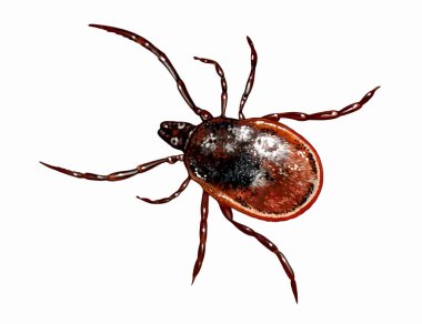 Tik, Metastigmata (Ixodida, Ixodidae), kene kaynaklı beyin iltihabı ve kene kaynaklı borrelioz, gerçekçi çizim, beyaz arka planda izole edilmiş görüntü.