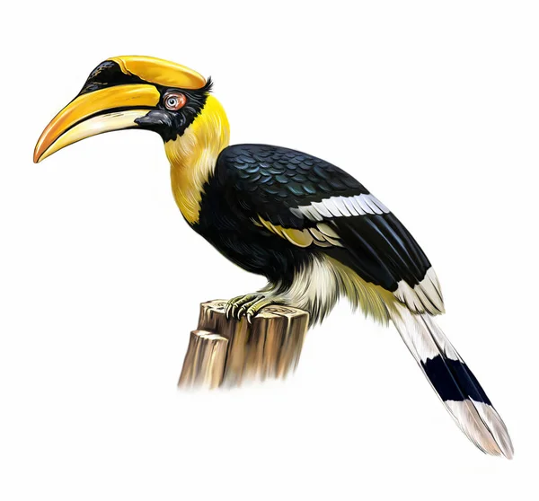 Indian Hornbill Anthracoceros Coronatus Realistic Drawing Inhabitant Rainforests Southern Asia — Stock Photo, Image