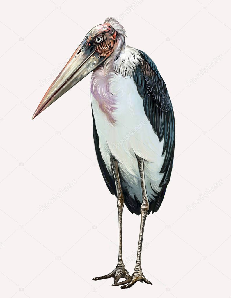 African marabou (Leptoptilos crumeniferus), a bird from the stork family, its largest representative, illustration for an animal encyclopedia, isolated image on a white background