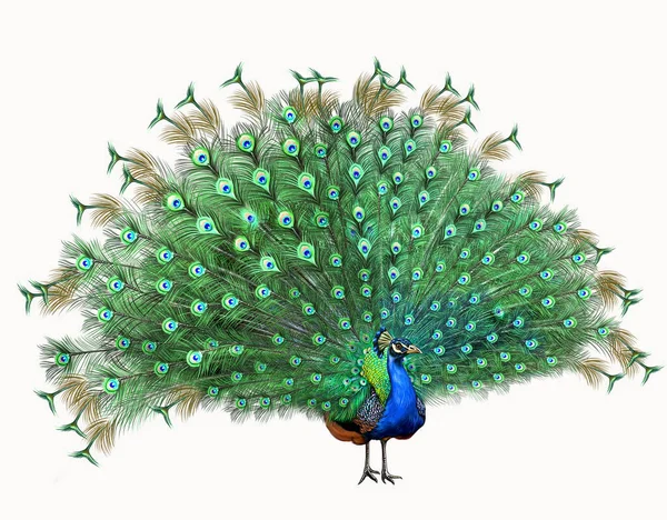 印度孔雀 Pavo Cristatus 逼真的图画 动物百科全书图解 白色背景上的孤立图像 — 图库照片
