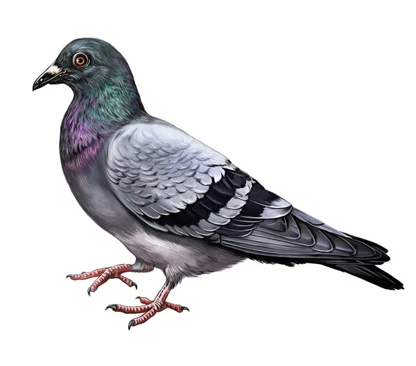 Pigeon Columba Dove Realistic Drawing Illustration Bird Encyclopedia Isolated Image — Stock Photo, Image