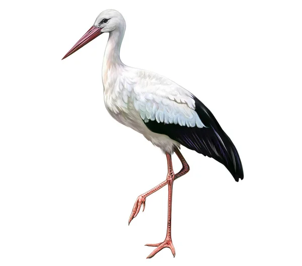 Storks Ciconia Large Wading Bird Realistic Drawing Illustration Animal Encyclopedia — Stock Photo, Image