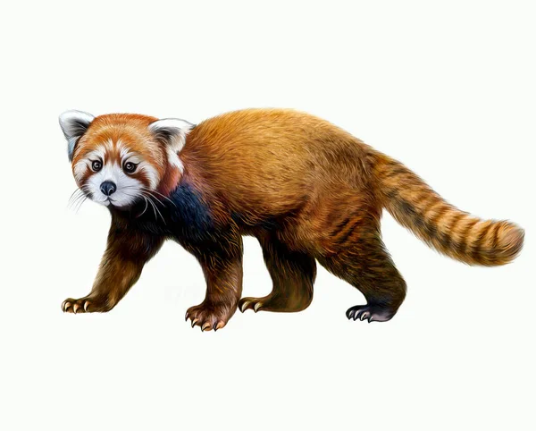 Piccolo Panda Orso Gatto Panda Rosso Ailurus Fulgens Disegno Realistico — Foto Stock