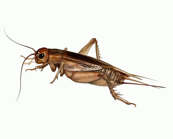 Gryllidae 逼真的图画 动物百科全书图解 白色背景上的孤立图像 — 图库照片