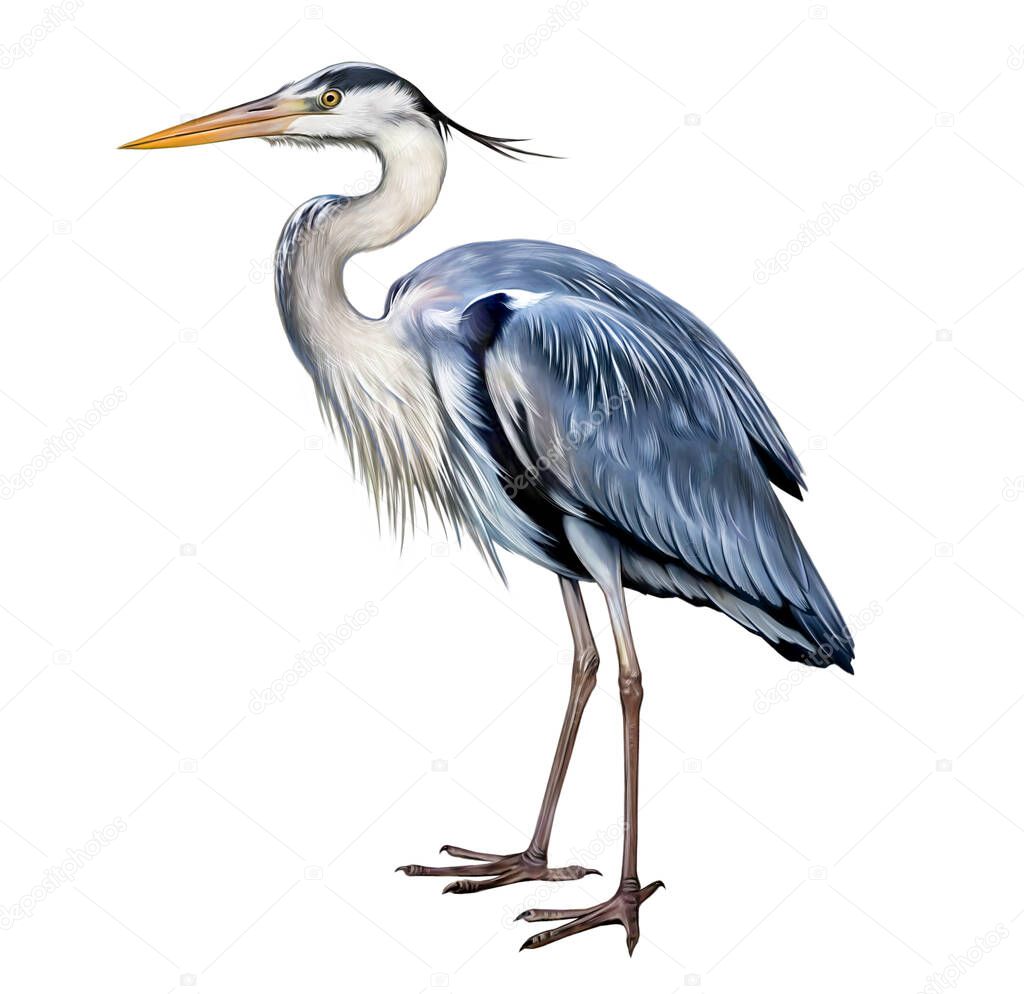 Gray heron (Ardea cinerea), realistic drawing, illustration for animal and bird encyclopedia, isolated image on white background